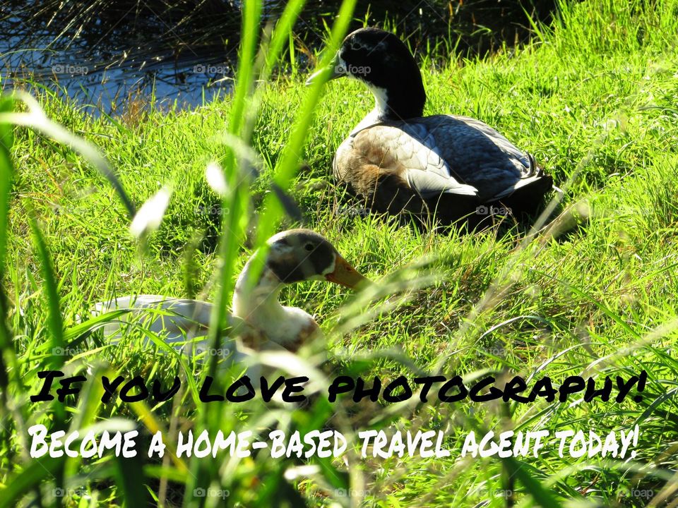 Grass, Outdoors, Nature, Horizontal, Wildlife