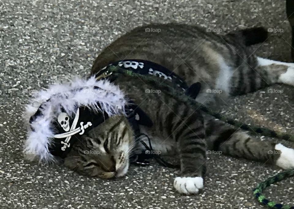 Sleeping Kitty dressed up as a pirate with a captain’s had and plume for the tourists in St. Augustine, Florida 