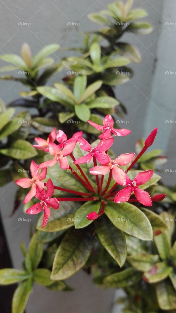 red axora flower