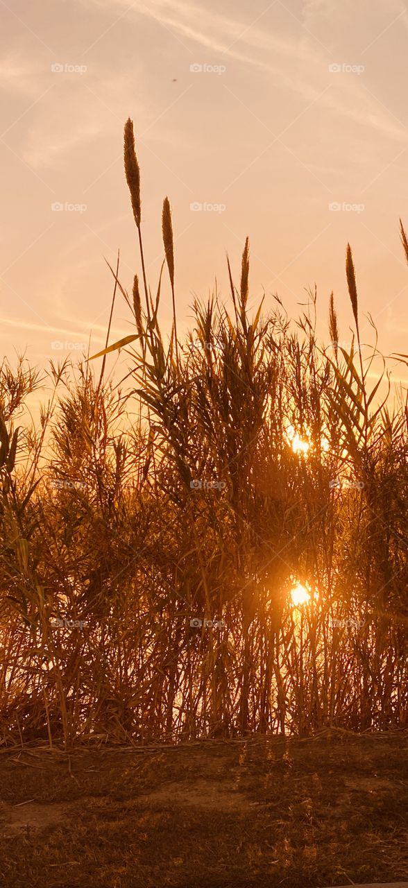 CatTails have bloomed during the chilly Night Temps. The Evening Sun Powers it way through the Grassy Reeds to Produce Rays of gleaming Sparkles of Light. 
