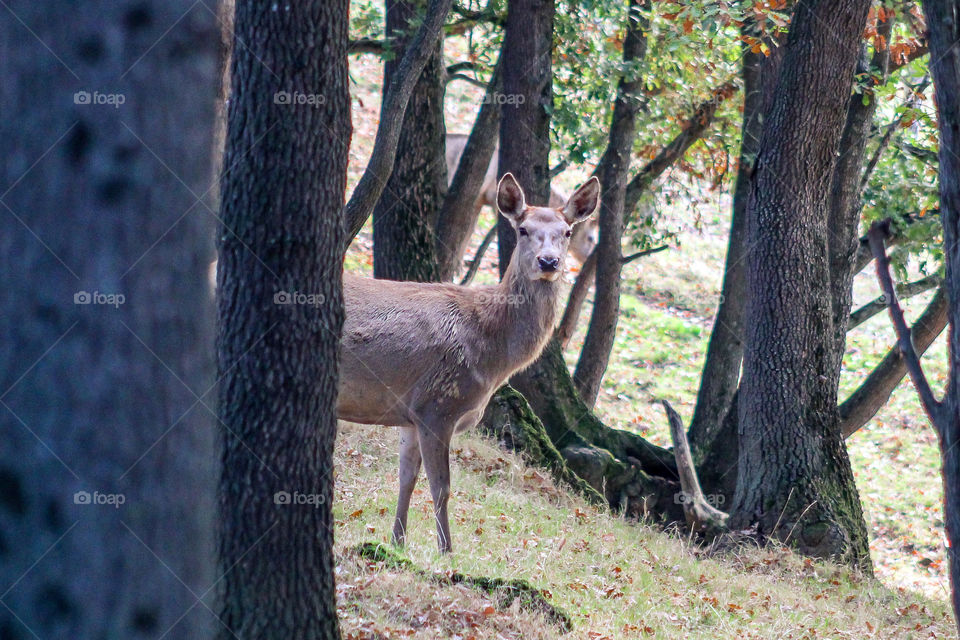 A doe, a deer hiding behind trees in the forest
