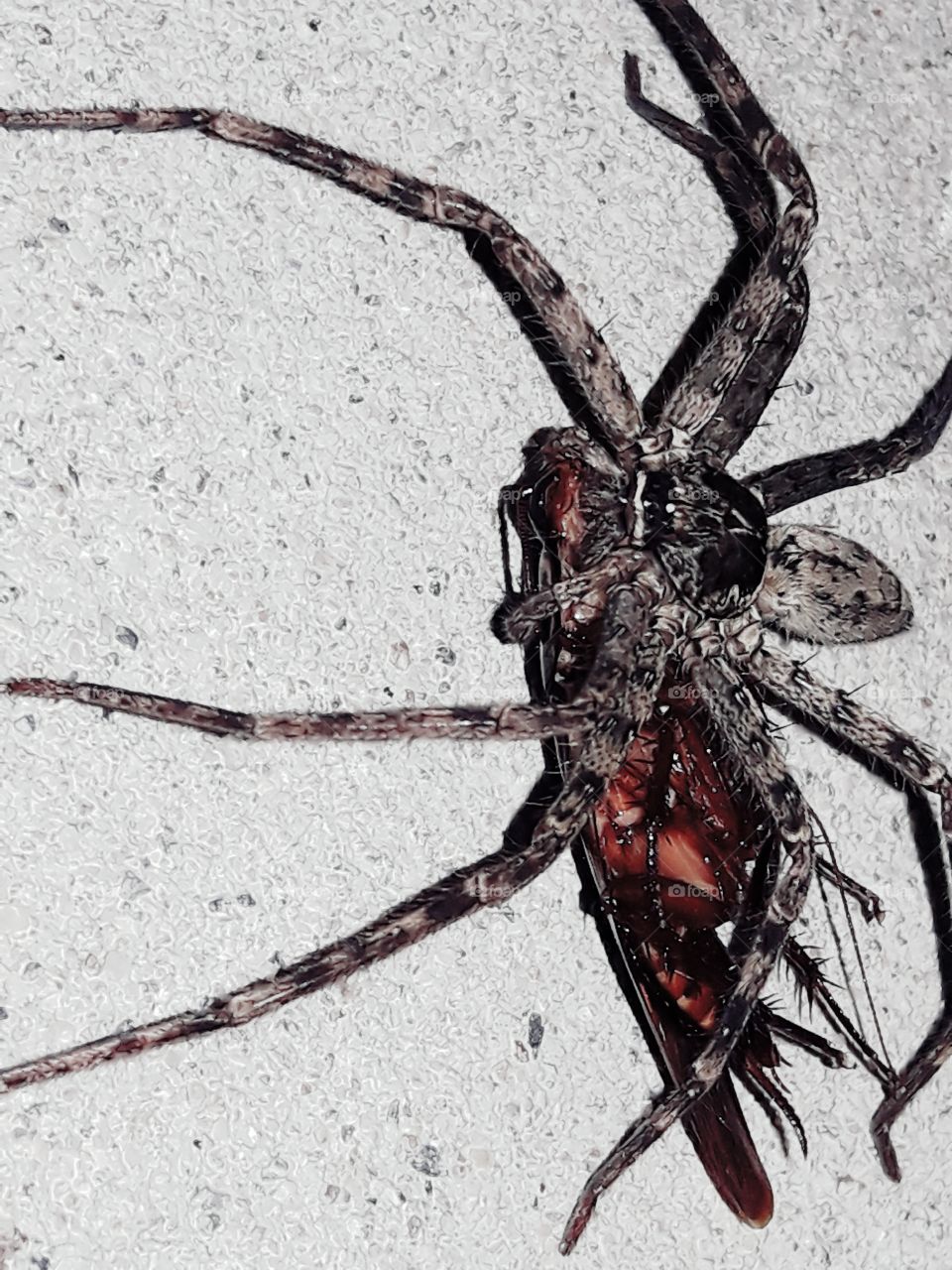 Spaidar hunting a cocorse