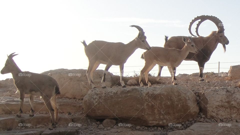 Mountain Goats Meet Dawn