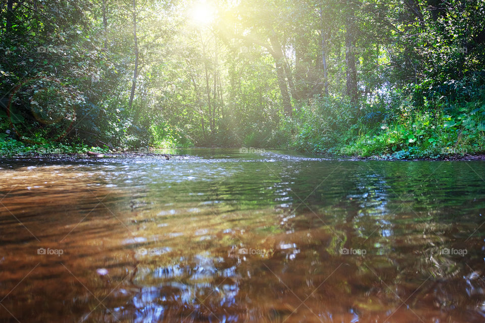 Creek in the wood