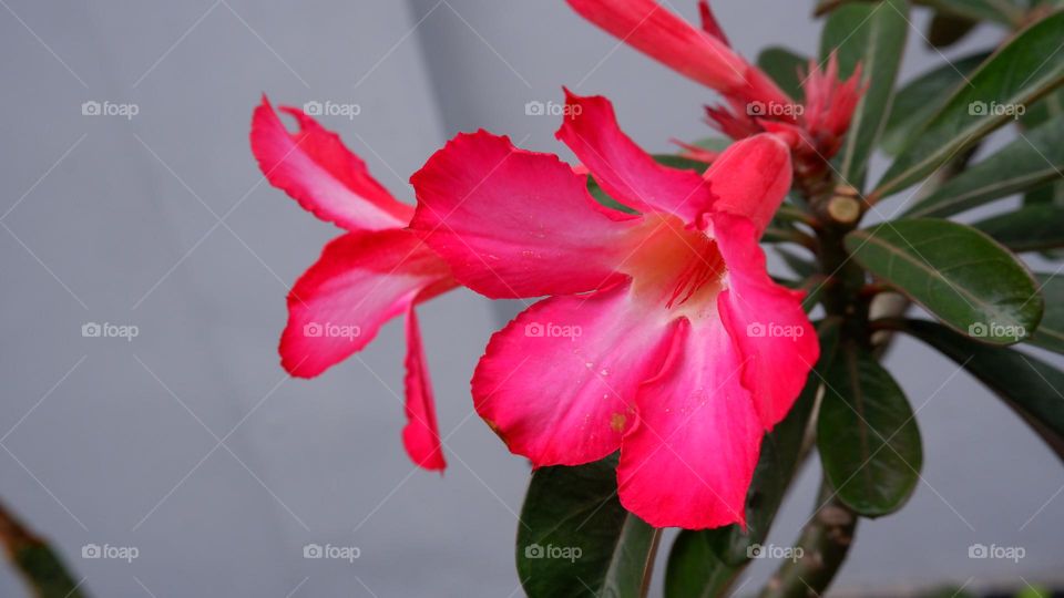 adenium is an ornamental plant species, the stem is large, the lower part resembles a tuber, the stem is not cambium, the roots can enlarge to resemble a tuber, the leaf shape is long, some are oval, pointed, small and large, the flower colors vary