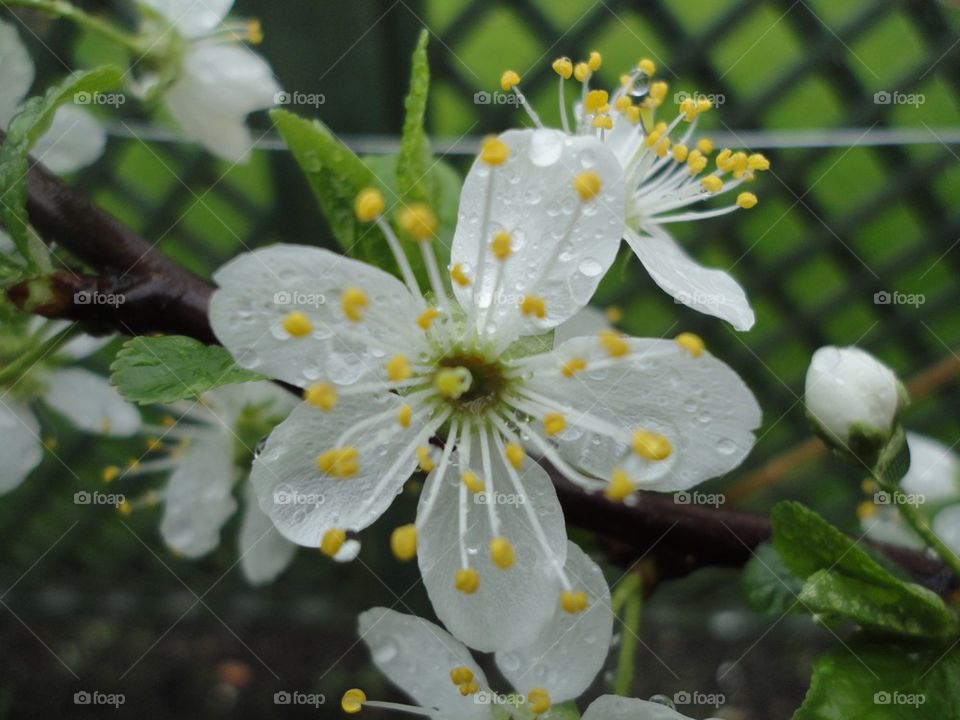 Dew drops on white flowers