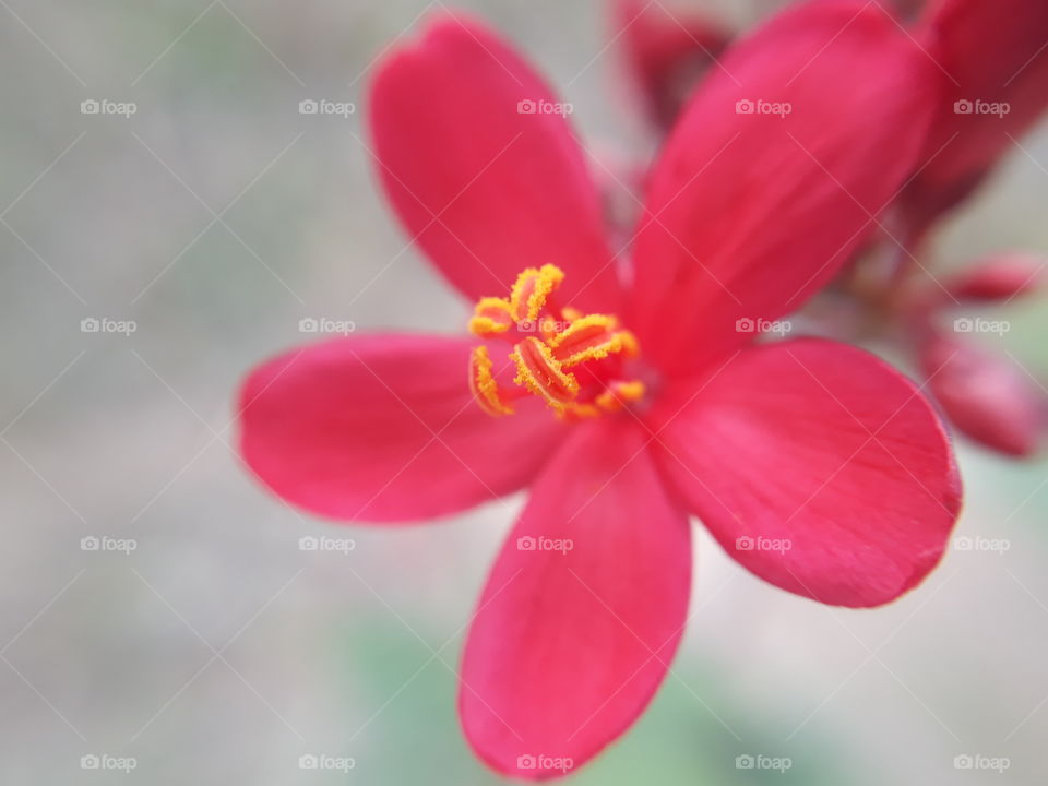 pollens on stamen