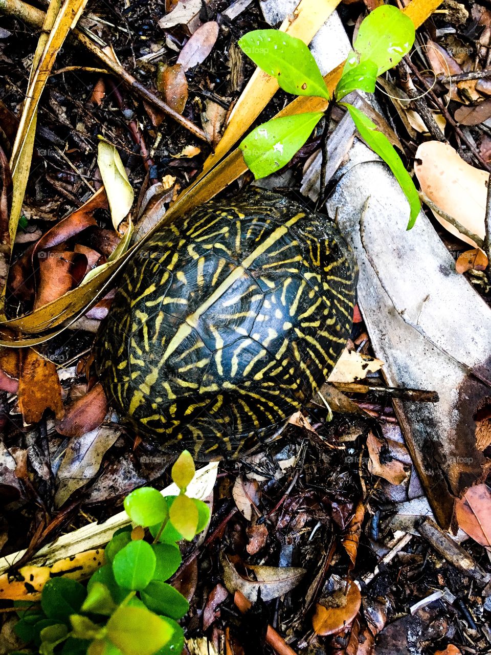 Little turtle, locked tight in shell.