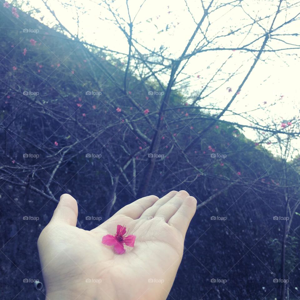 Cherry blossom pedal in hand