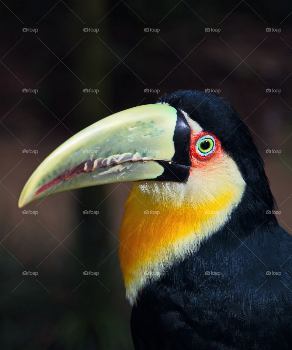 Tucan