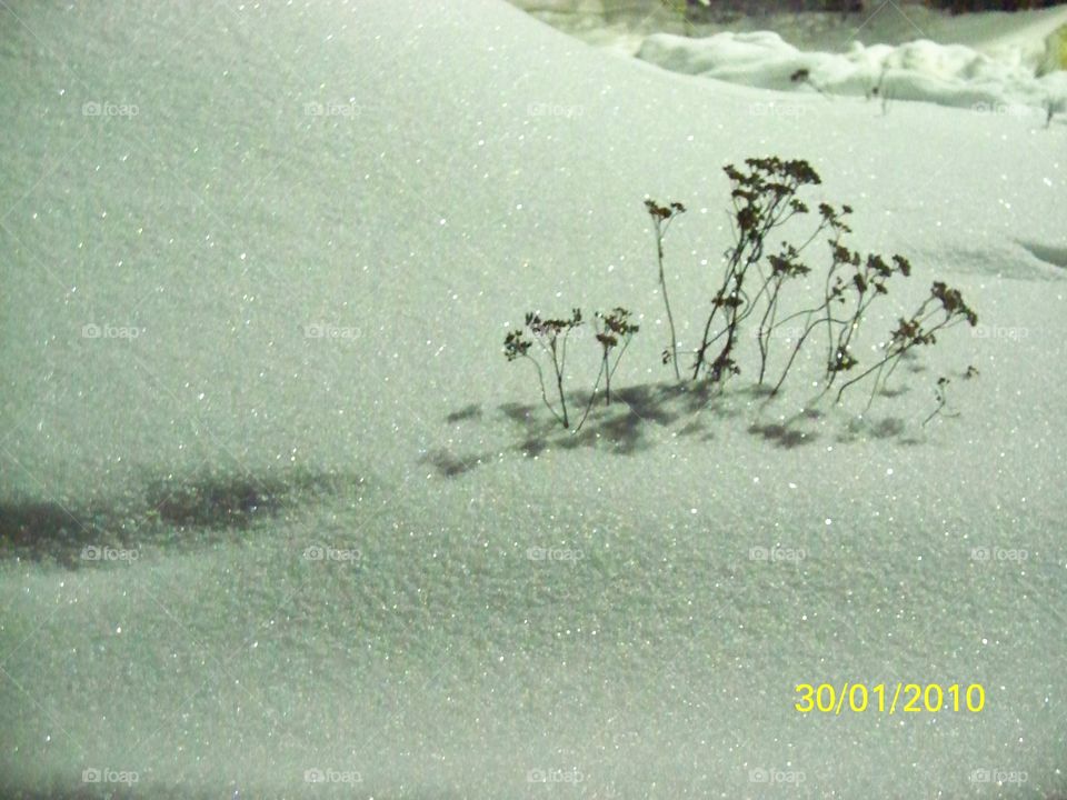 Трава под снегом
