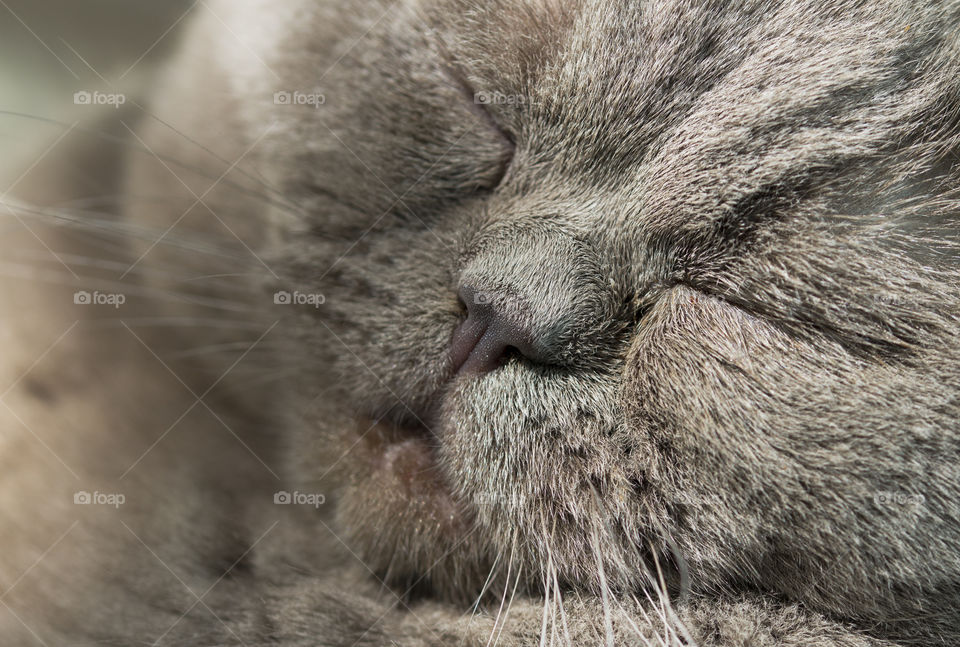 Scottish straight striped gray kitten resting. Close up macro.