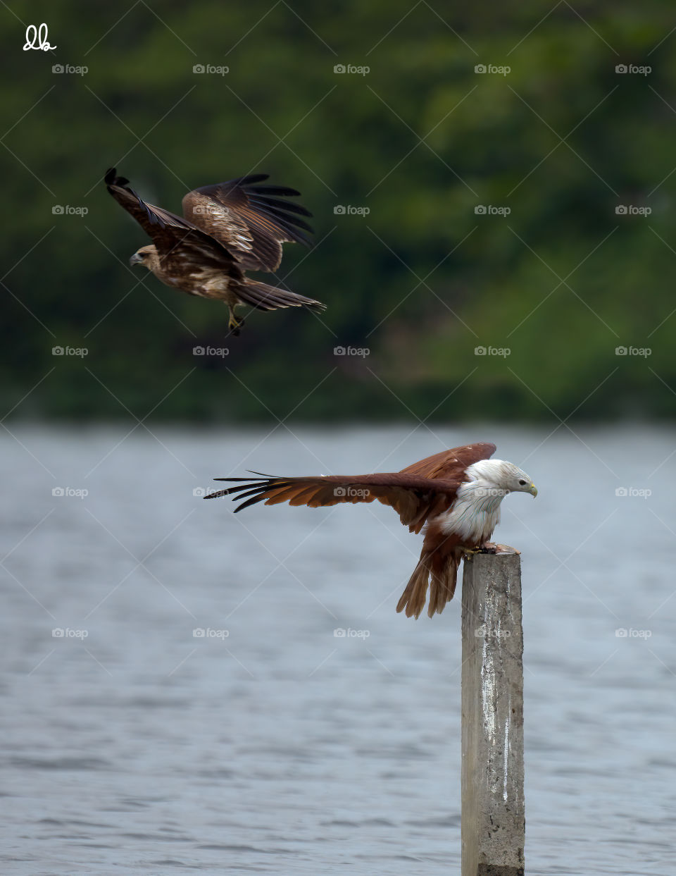 Birds in Fight - Brahminy kite