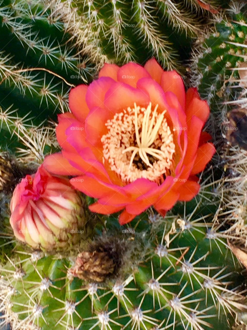  Cactus flower  