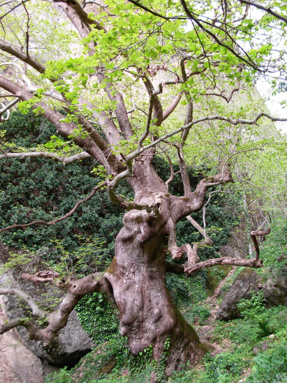 Old tree forest Green