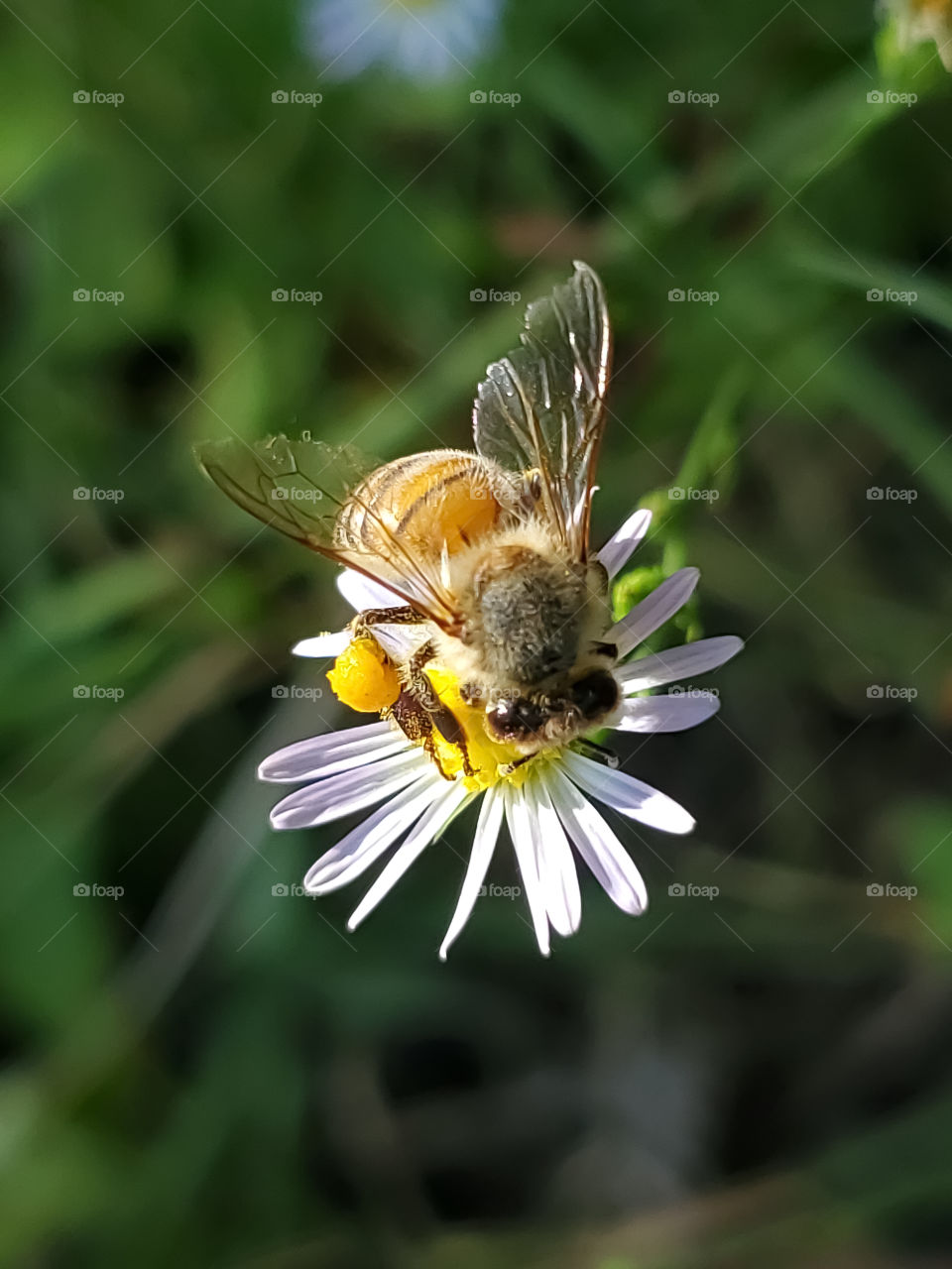 Honeybee pollinating a wildflower