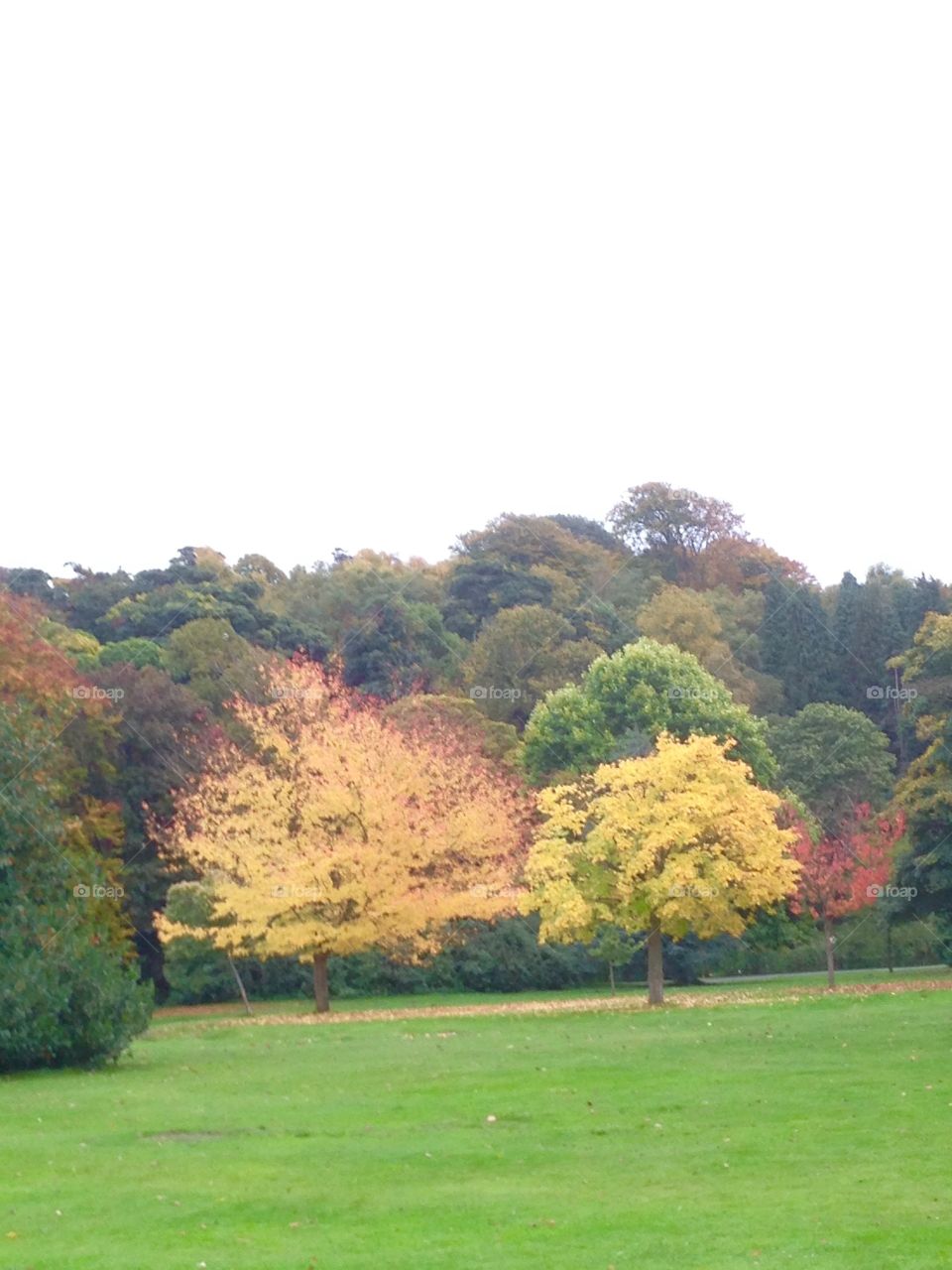 Beautiful trees in full colour