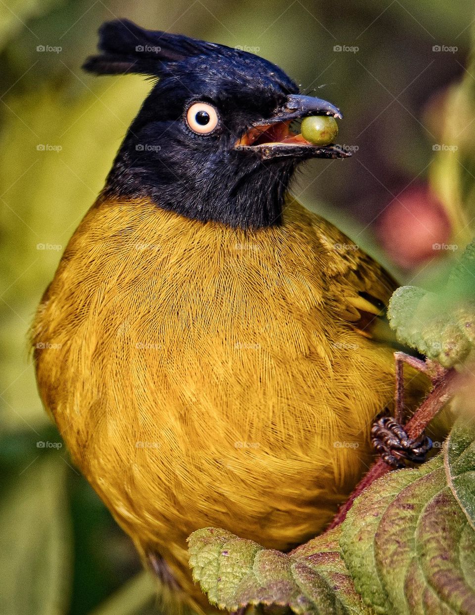 Bulbul