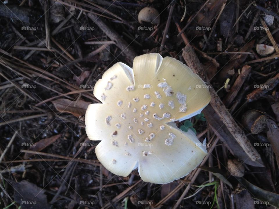 Pacman Mushroom