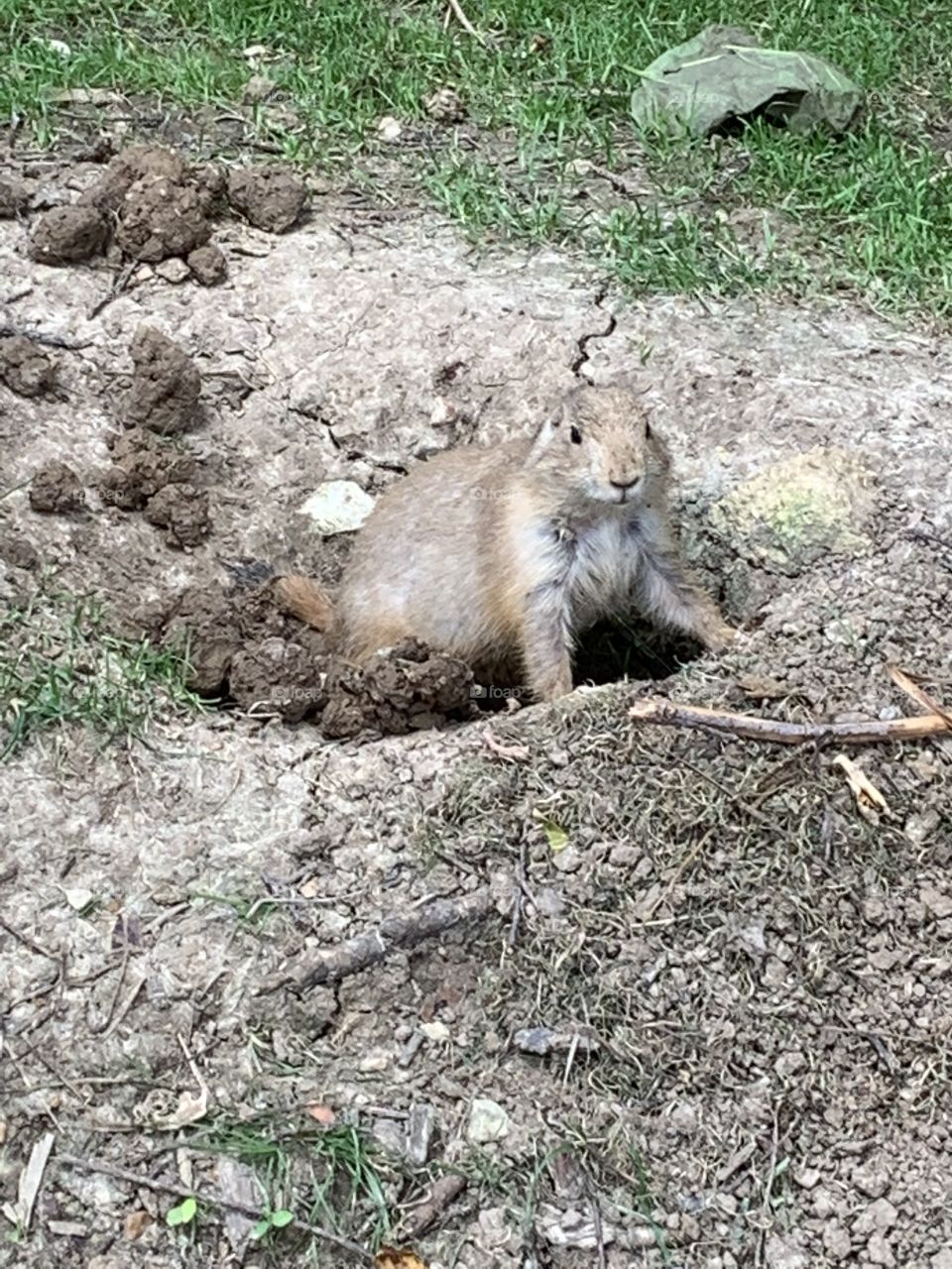 Prairie dog