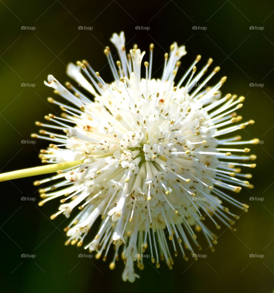 white flower