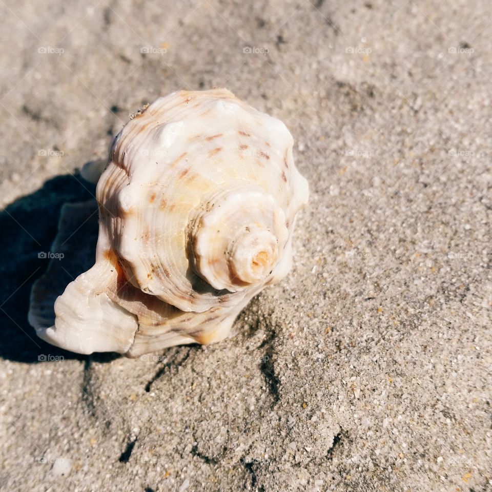 Seashell at beach