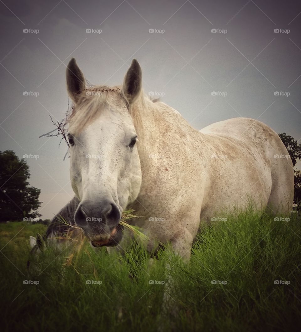 Gray Horse Closeup Eating Grass in a Field