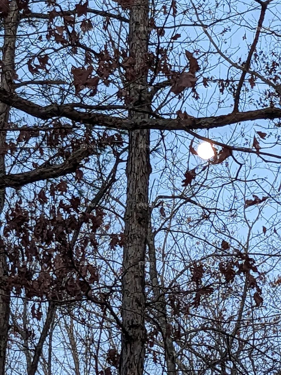 Tree and moon