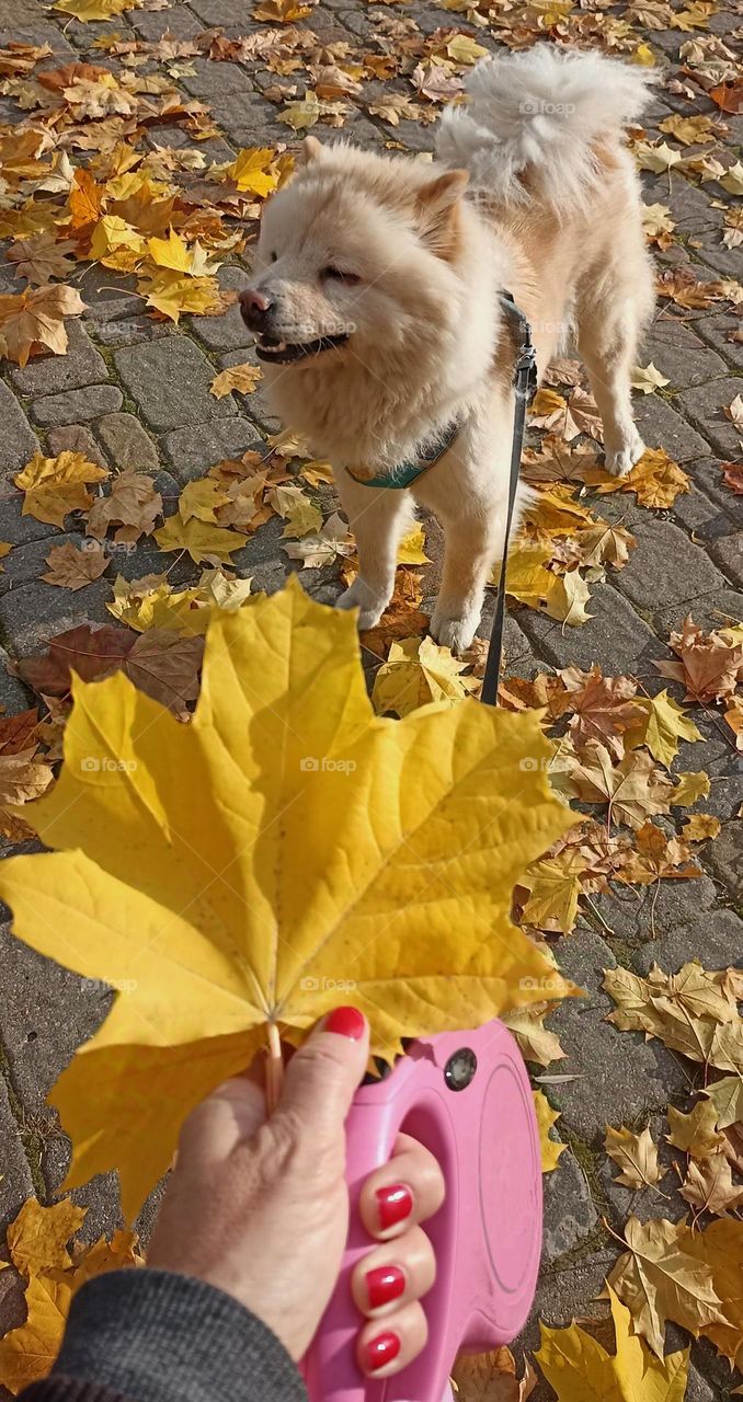 yellow leaves colour autumn walks