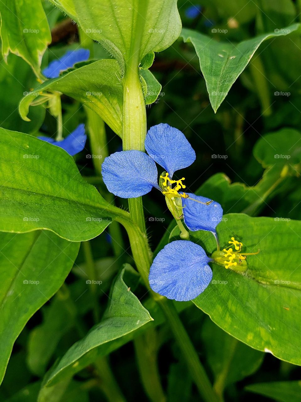 Commelina benghalensis.

May 13, 2023
03:02pm