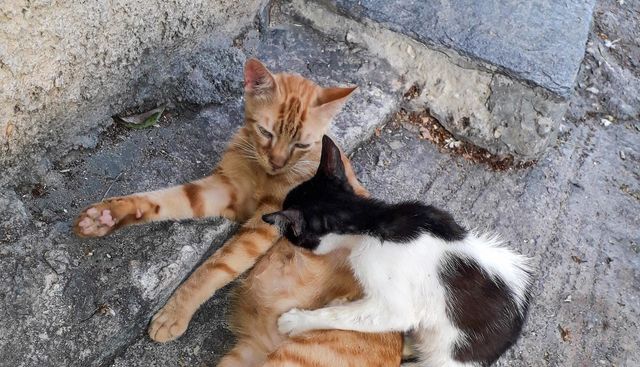 cats