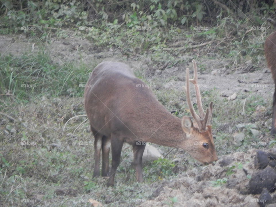 Assam deer