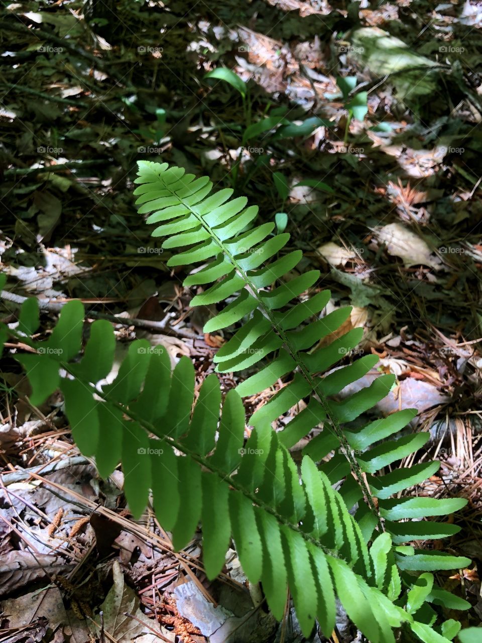 Ferns in the woods 