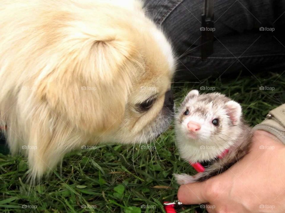Dog Meets Ferret