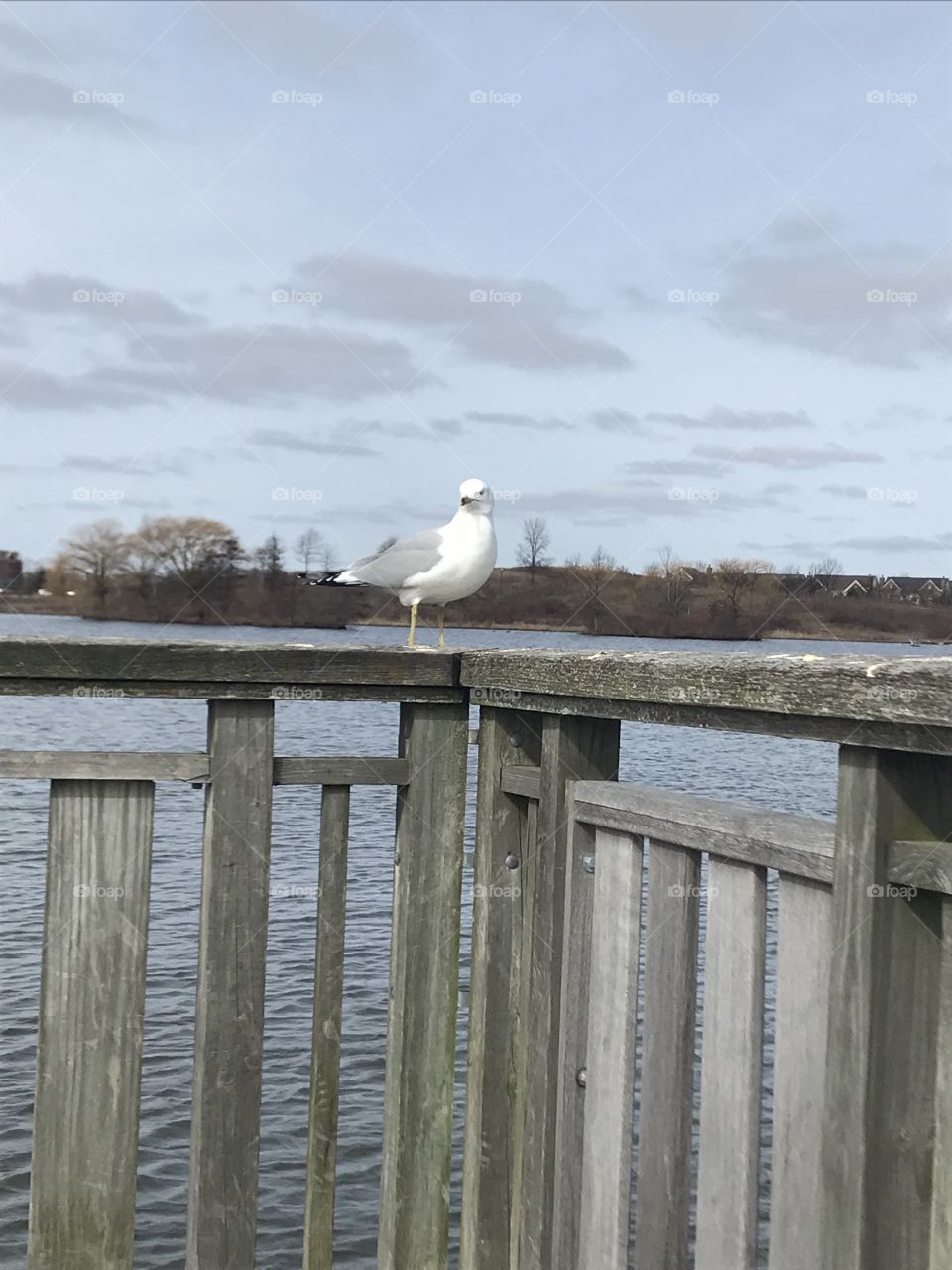 Gull on the dock 