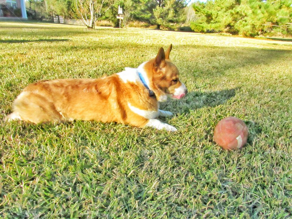 Welch corgi dog playing with ball in grass outdoors