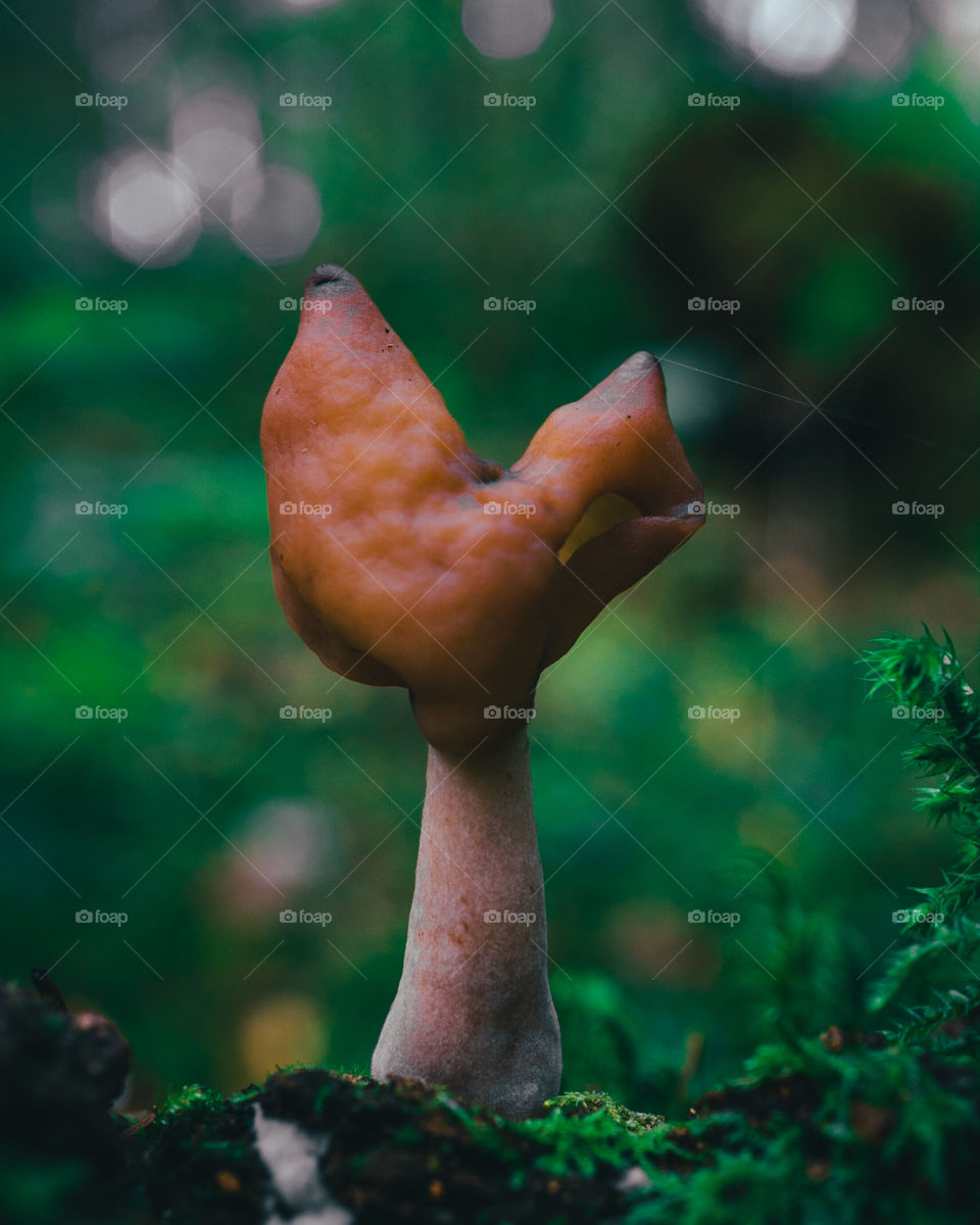 Random brown mushroom