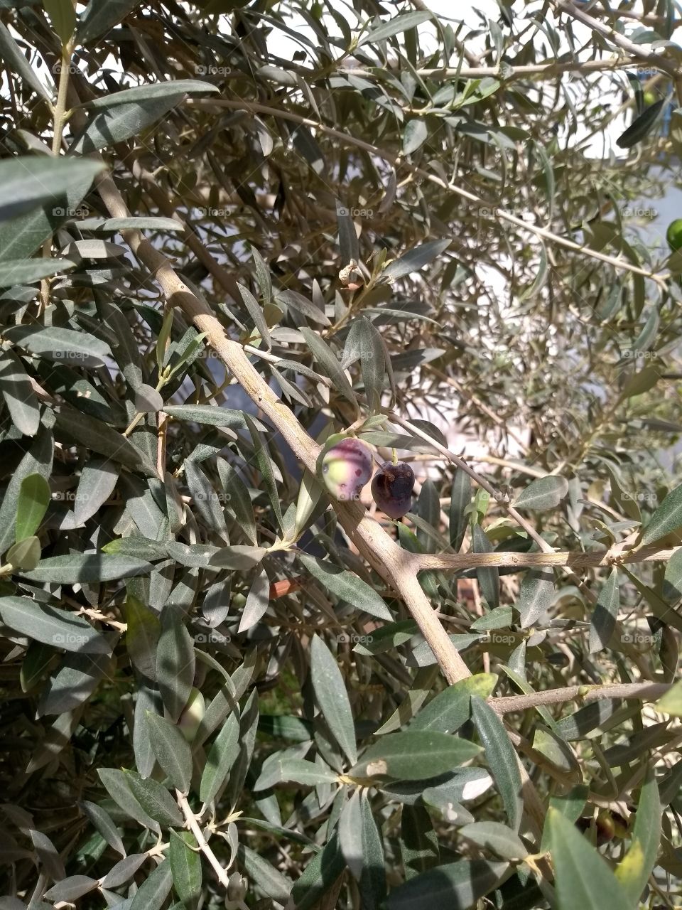 olive tree