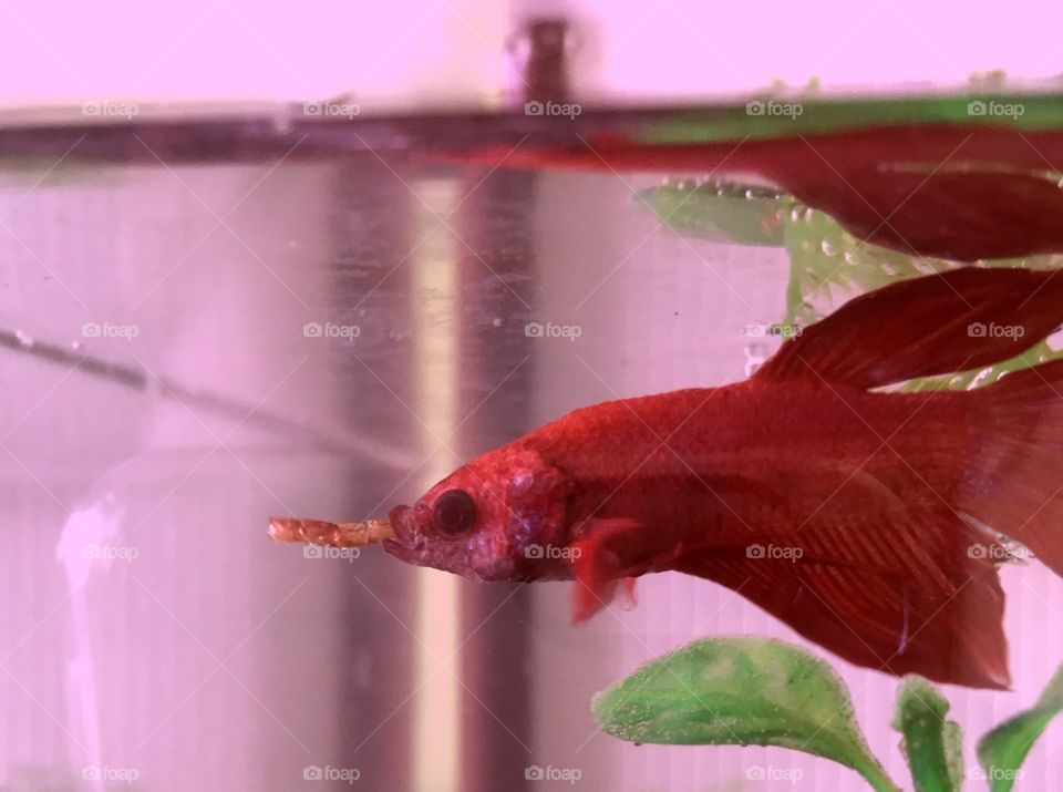 Red Betta Eating Bloodworm.