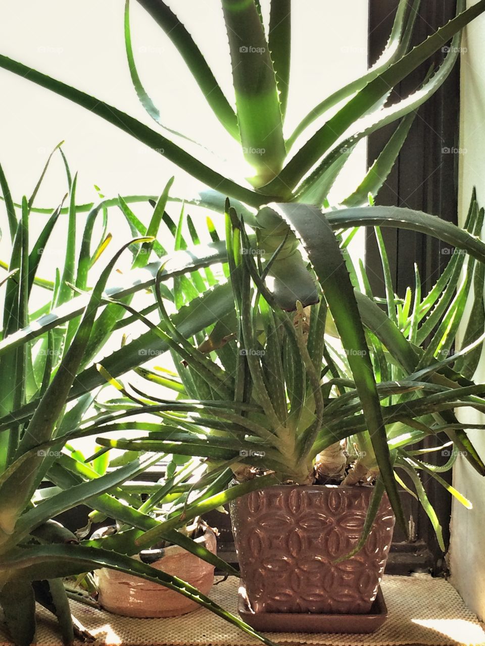 Potted houseplants on windowsill 
