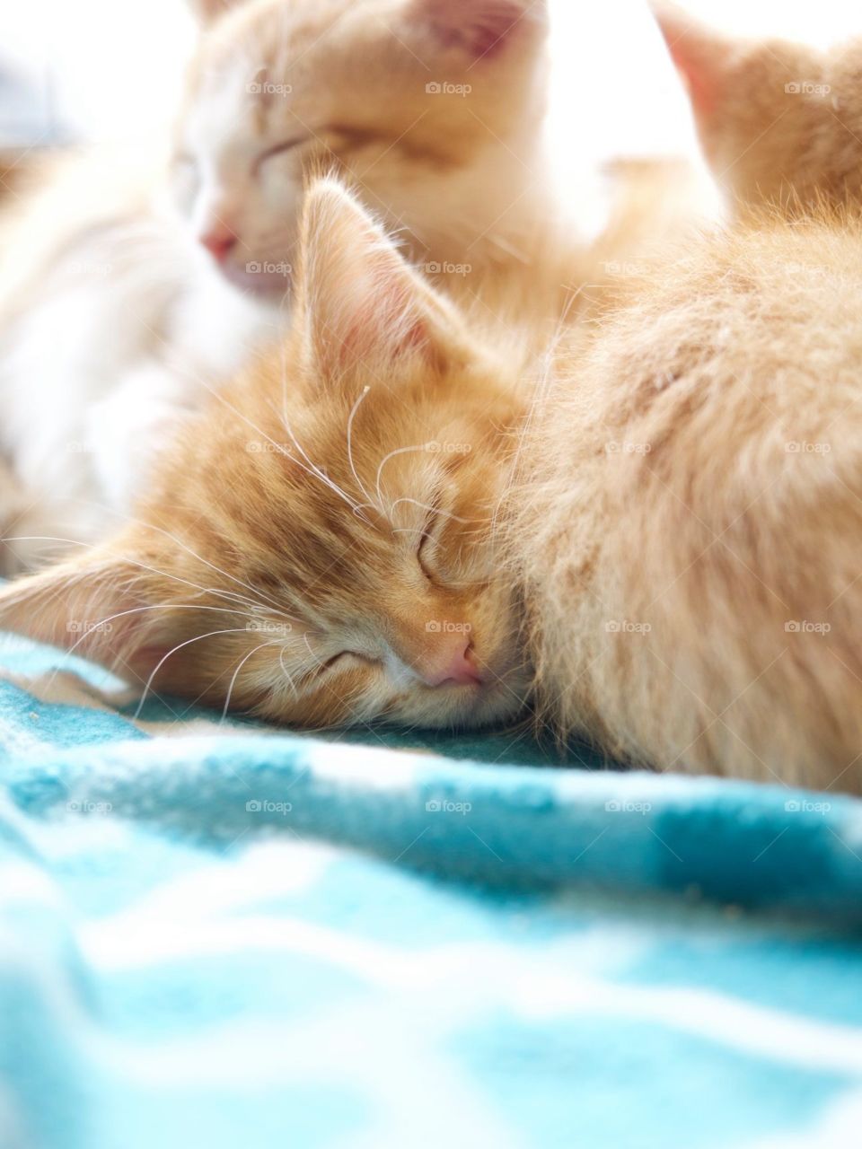 Tabby Kittens napping 