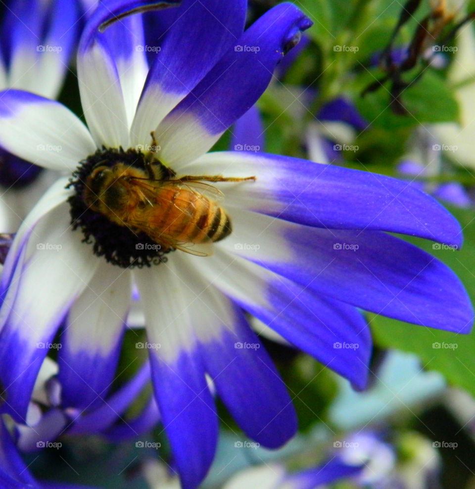 Marco photography: It's all about getting down and getting dirty. There is nothing more satisfying than to make a object such as an insect, rock, or flower into a Macro photograph!