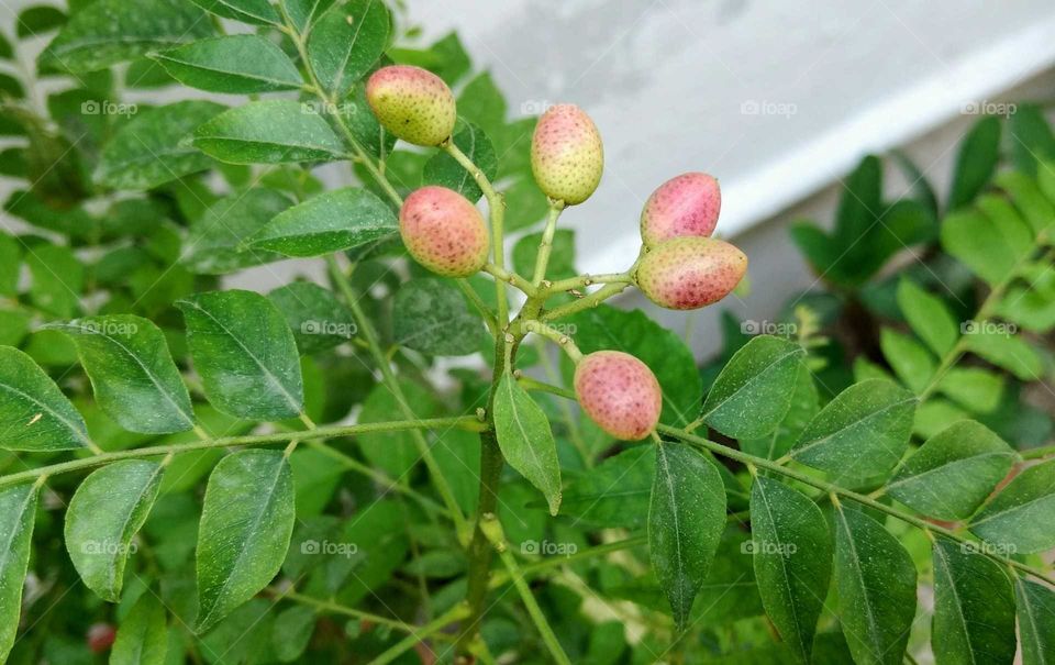 Fruits of methi neem known as Kari patta