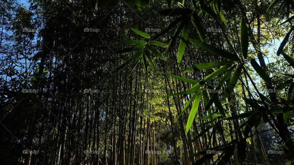 Bamboo forest