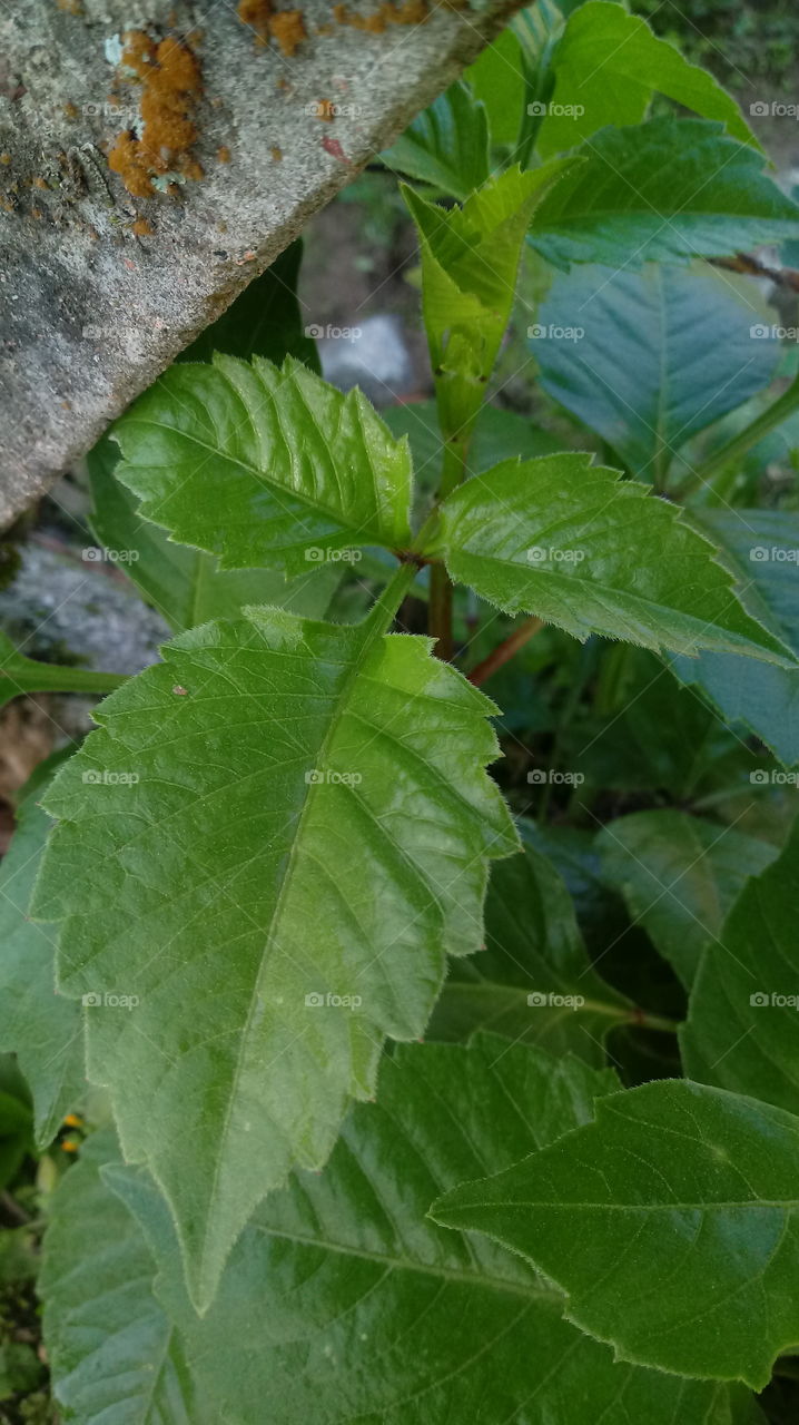 NATURAL ENVIRONMENT PLANT ECOLOGY