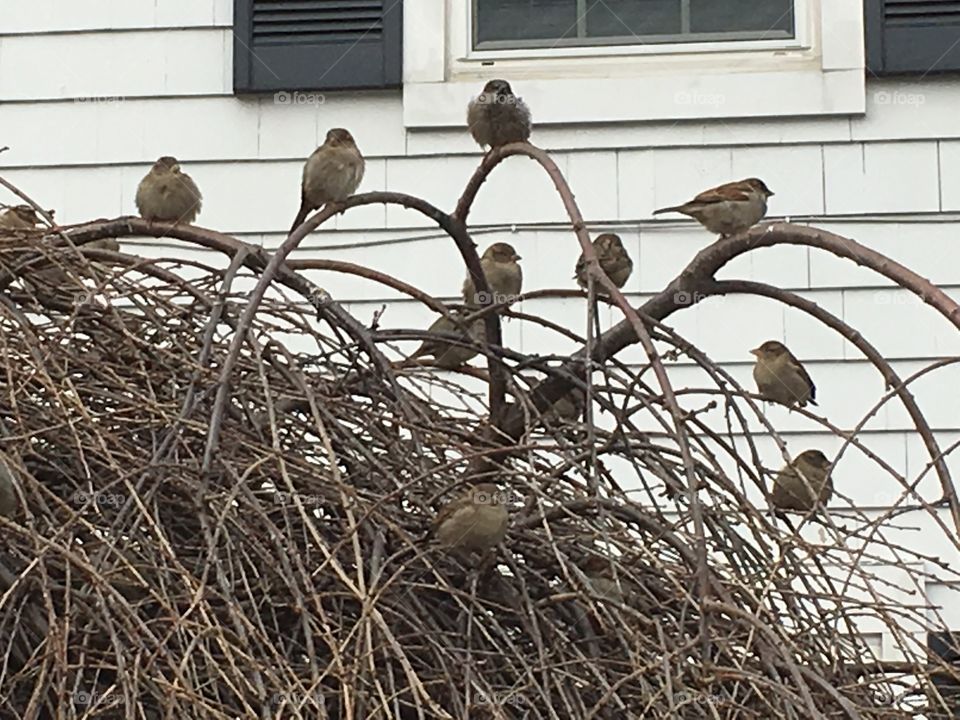 Sparrows
