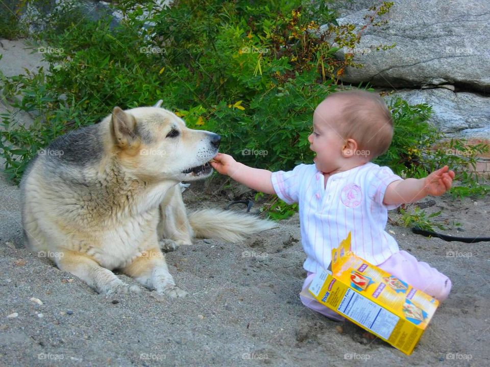 baby feeds dog