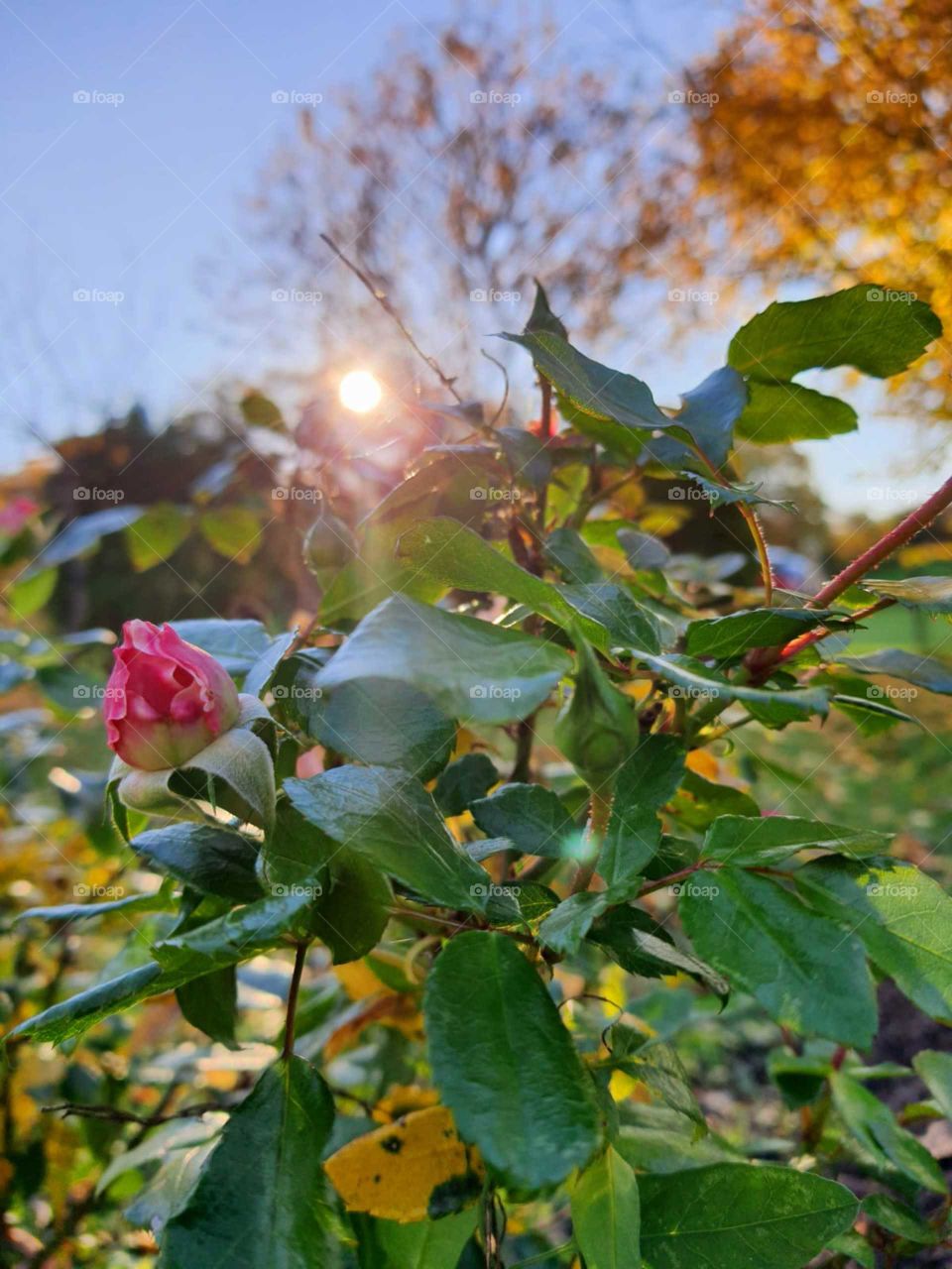 Have a romantic evening for everyone ..😍