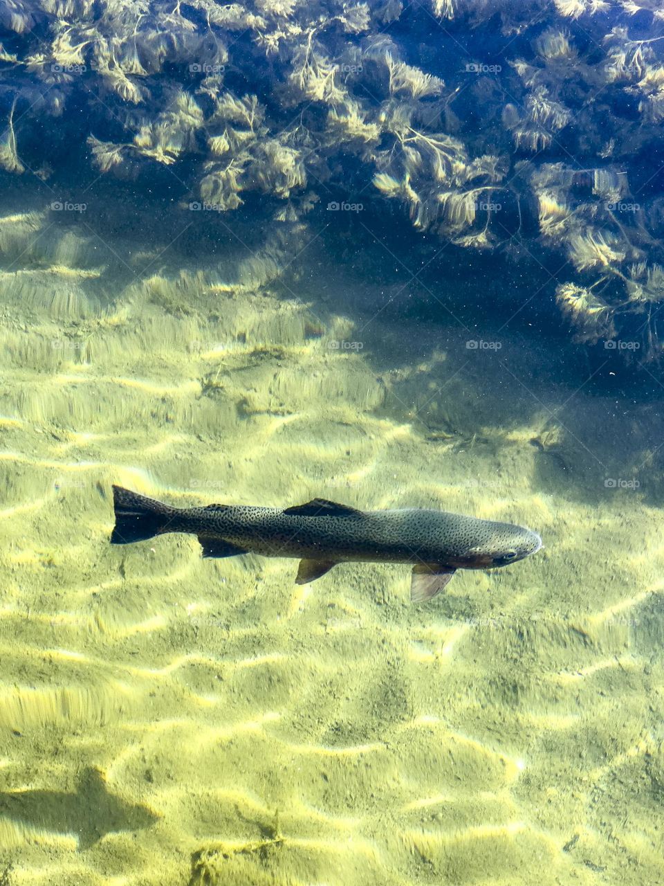 Trout swimming in clear water