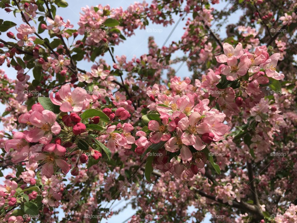 Blossoms in CT in early May